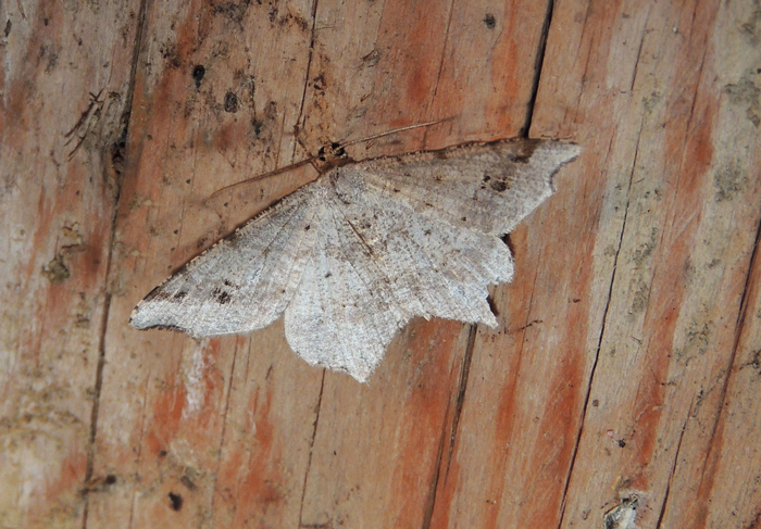 Macaria alternata Geometridae